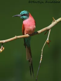 Karmijnrodebijeneter [Merops nubicus]